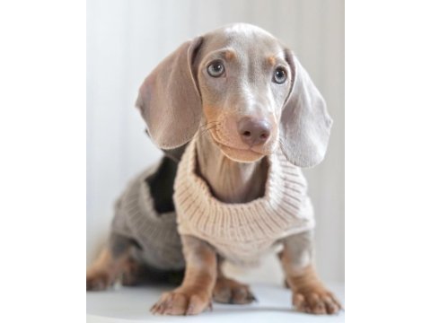 Exotic dachshund yavruları 