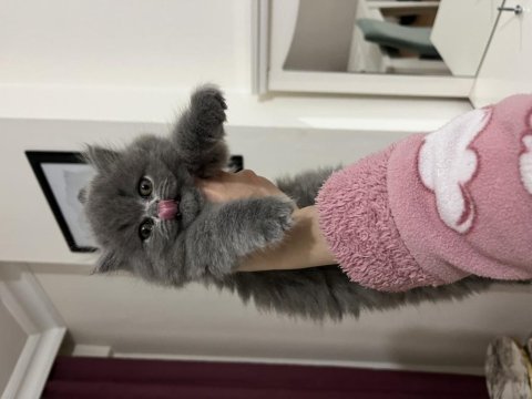 Ev ortamında sağlıklı british longhair oyuncu