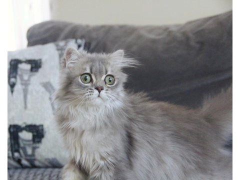 En sevilen renk safkan scottısh kardeşler