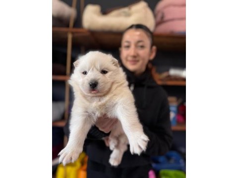 Orjinal safkan samoyed