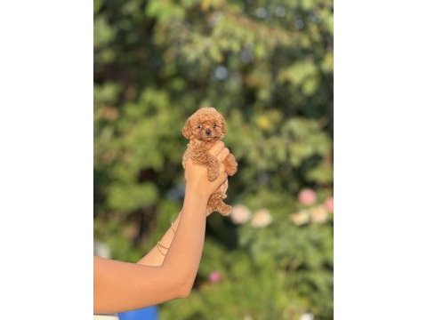 Premıum toy poodle bebekler 