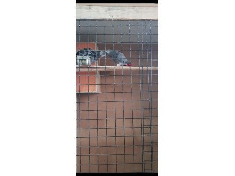 Kırmızı kuyruk jako çifti