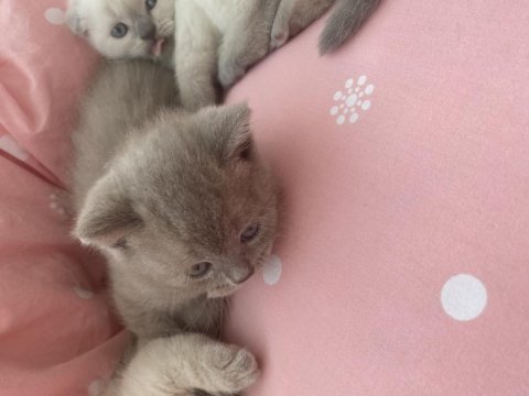 Minik yaramazlara yeni yuva arıyoruz.