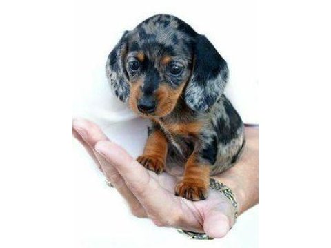 Nadir bulunan blue merle dachshund bebeğimiz aşılı