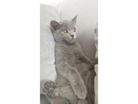 4 aylık british shorthair aşıları vurulmadı