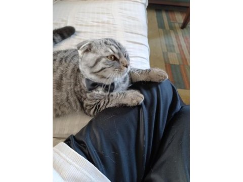 Sevgi pıtırcığı scottish fold