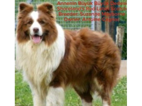 Kıf fcı şecereli mikro çipli yasal border collie
