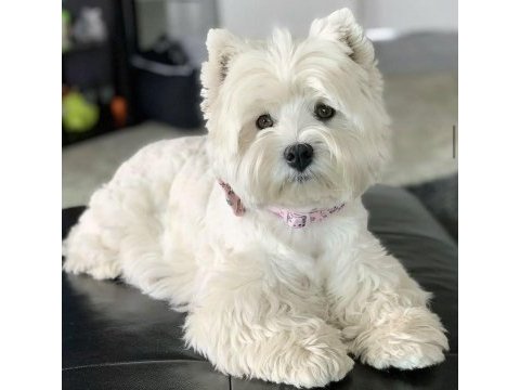 Maltese terrier cinsleri