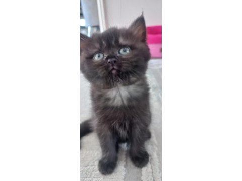 British longhair dark çikolata mükemmel güzellik