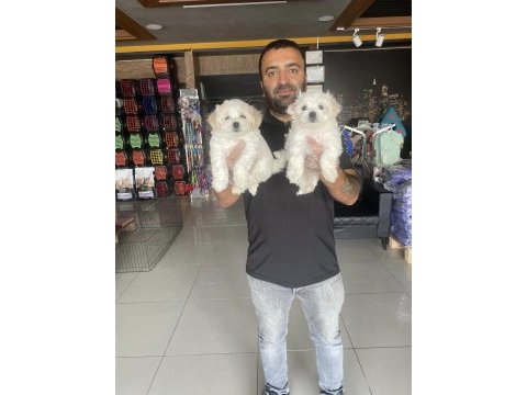 Wc eğitimli morkie yavryularımız aşıları yapılı ank