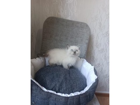 Blue point ve lilac british shorthair yavrularımız