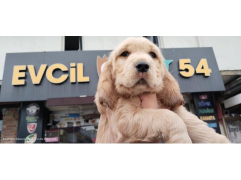 70 günlük cocker erkek yavrumuz