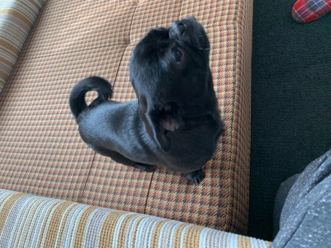 10 aylık tuvalet eğitimli siyah pug