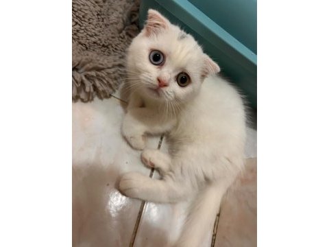 Scottish fold yavru kedilerimiz