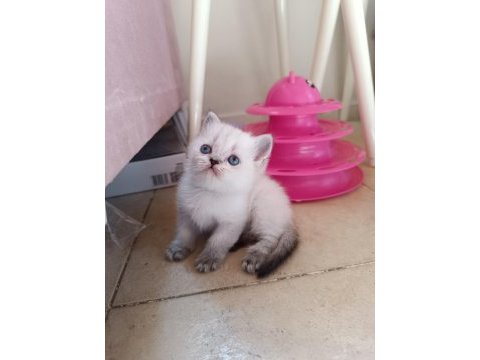 Safkan british shorthair yavrularımız