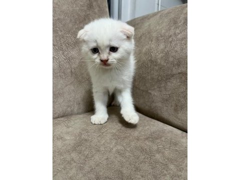 Sıfır kulak ayı surat scottish fold bebekler