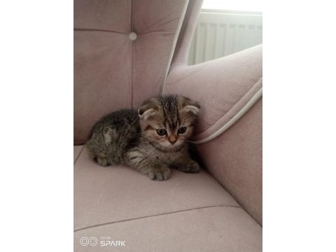2 aylık scottish fold erkek