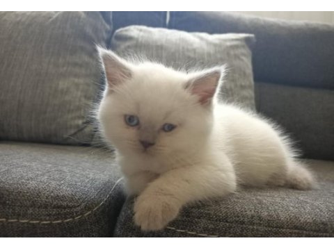 Efsane yavru safkan british shorthair bebekler