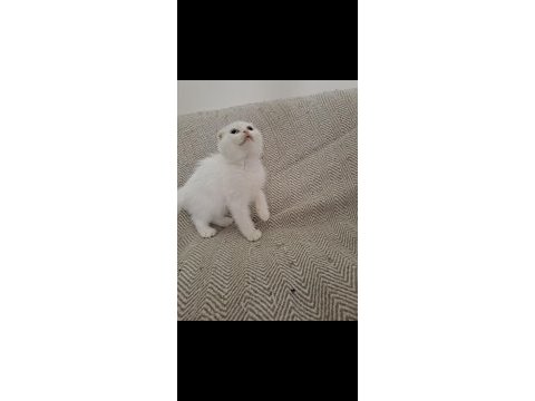 Son yavru kediler teslime hazır