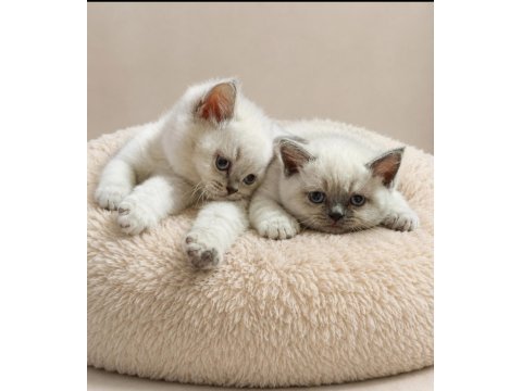 Tatlı british shorthair kardeşler sahiplerini bekliyor