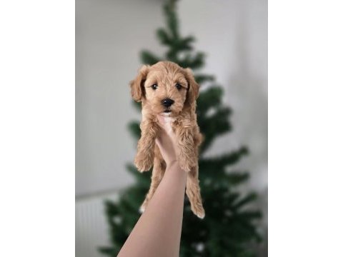 Orjinal teacup maltipoo yavrular