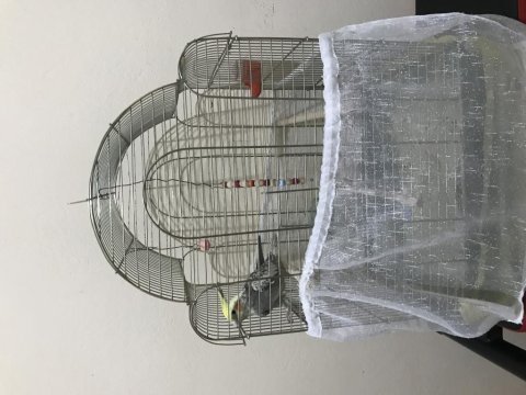 4.5 aylık erkek sultan papağanı