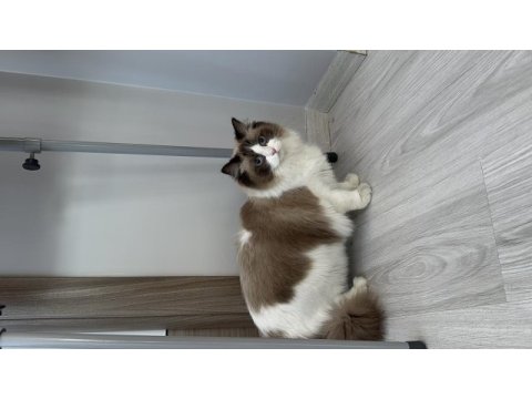 Şecereli ragdoll kızımız yeni yuvasını arıyor