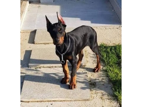 Sağlık ve ırk garantili doberman