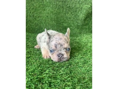 French bulldog güzellikler yeni yuvasını arıyor