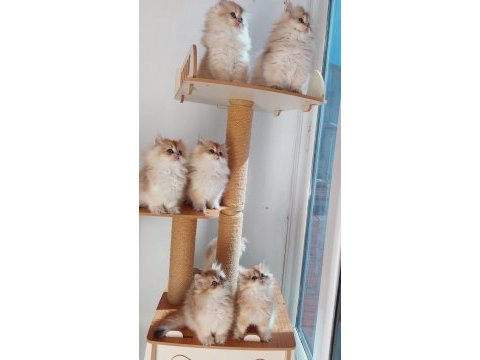 Şecereli british longhair kediler sahiplendirilecek