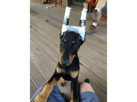 Ölümün habercisi safkan a kalite doberman