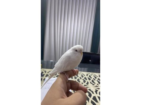 Konuşan ele kola gelen dişi muhabbet kuşu