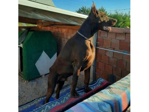 Şecereli doberman