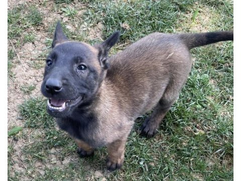 İrkinin en iyi belçika kurtları (malinois)