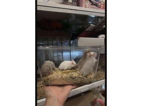 Siz isteyin biz getirelim aynı gün teslim hamster
