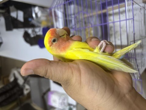 Ele alışık sevda papağanı
