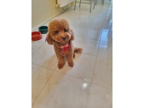 25 haziran da teslime hazır akıl küpleri poodle