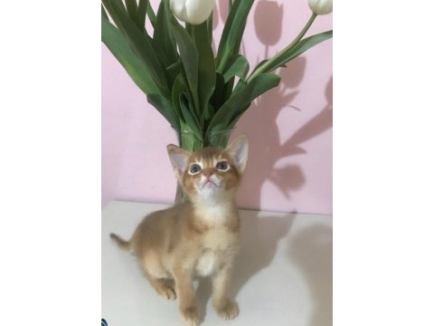 Safkan secereli anne babadan abyssinian yavrular