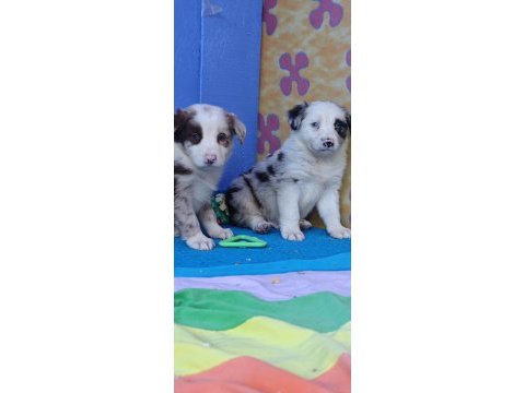 Kahverengi müthiş güzellikte border collie yavrular