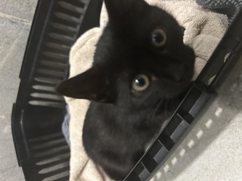 Siyah yavru kedimiz