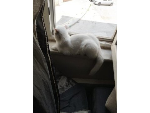 Scotish fold kısırlaştırılmamış dişi 4 yaş