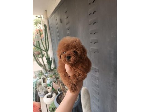 Poodle yavrular evlerine gitmeye hazır