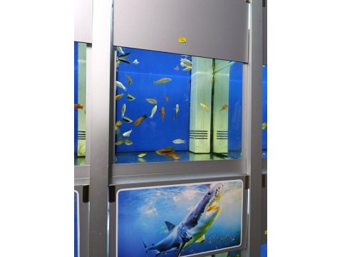 Ciklet beta neon tetra lepistes japon moli