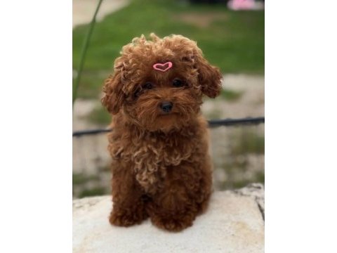 Orjinal ırk garantili toy poodle 