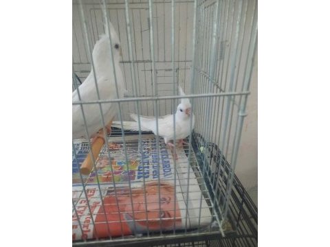 Albino kırmızı göz sultan papağanı yavruları