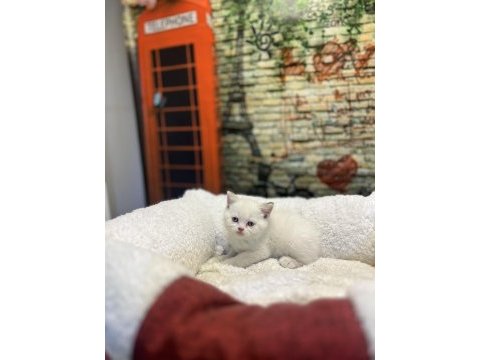 British shorthair güzellikleri @petclubadanaa