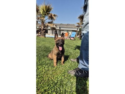 Efsane belçika malinois yavruları istanbul 