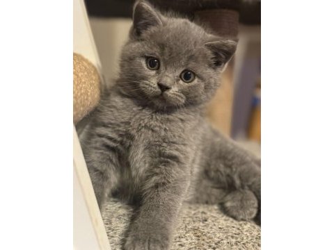 British shorthair kedisi