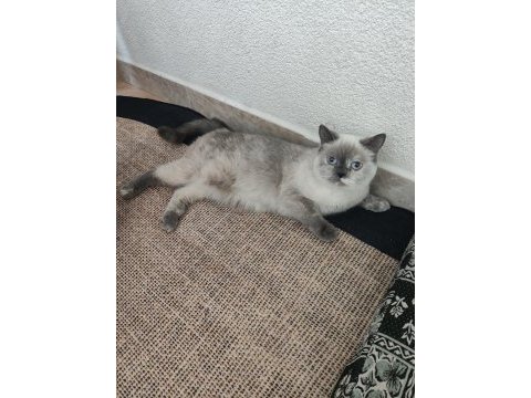 Dişi sevimli kedilerimiz