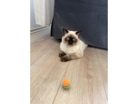 5 aylik british longhair blue point